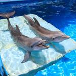 Clearwater Marine Aquarium