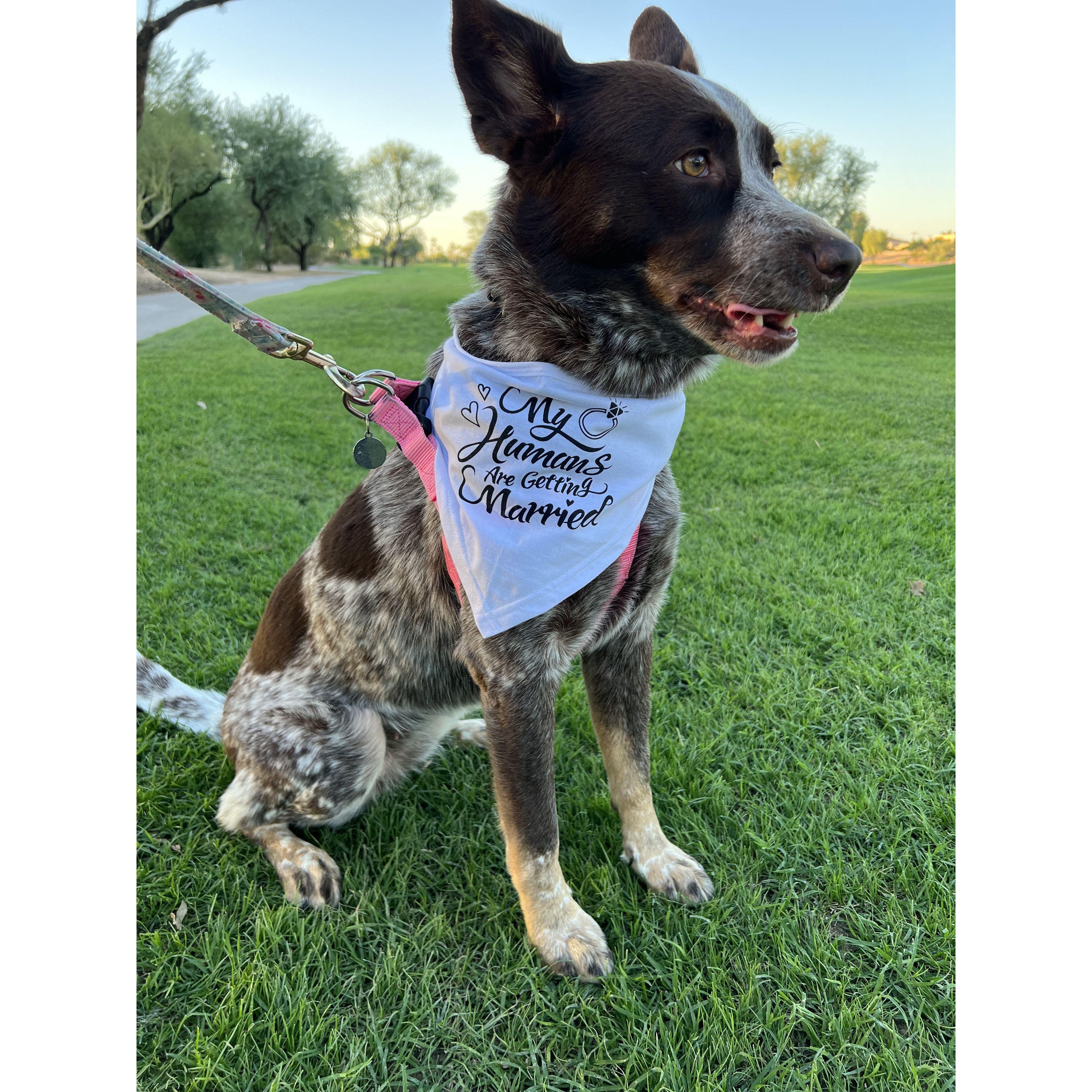 Bindi Bear is excited for a furever mom!