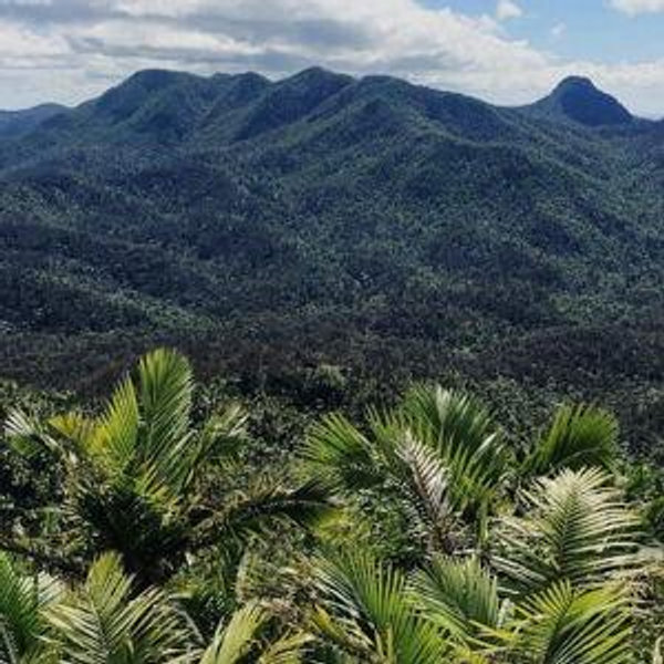 Exploring the El Yunque Rainforest