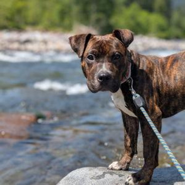 Donate to Multnomah County Animal Services
