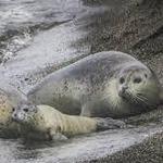 Seals at Goat Rock Beach