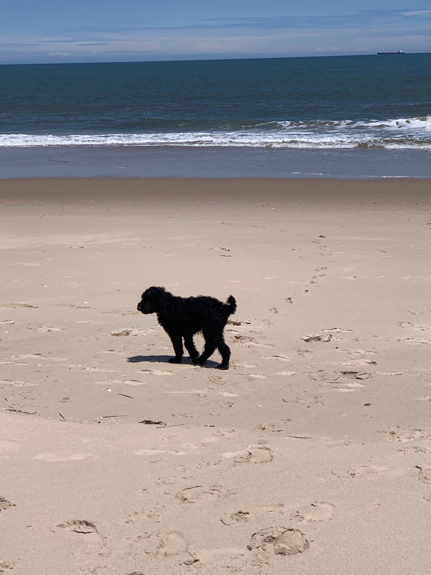 Fenwick Beach May 2020