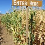 Jack Lantern's Northern Colorado Corn Maze