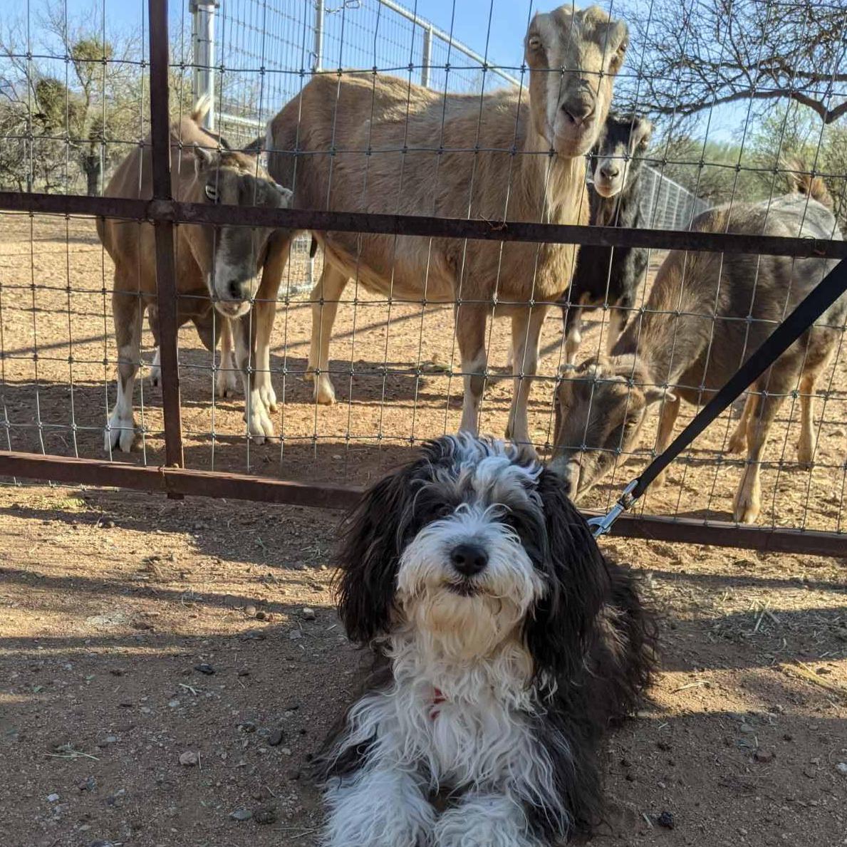 Our little Bennie boy