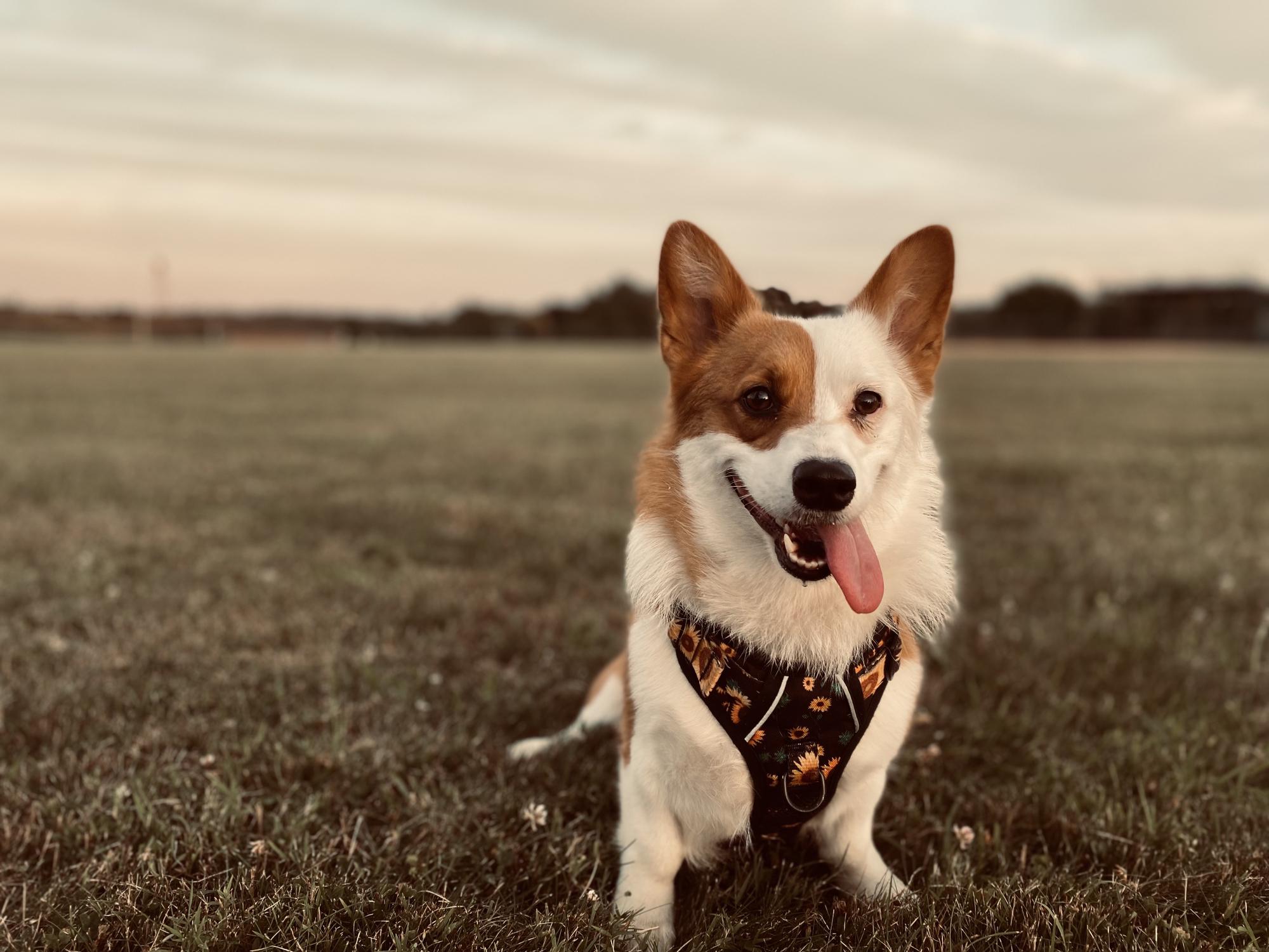 💜🐶Oaklynn🐶💜