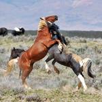 Red Canyon Wild Mustang Tours