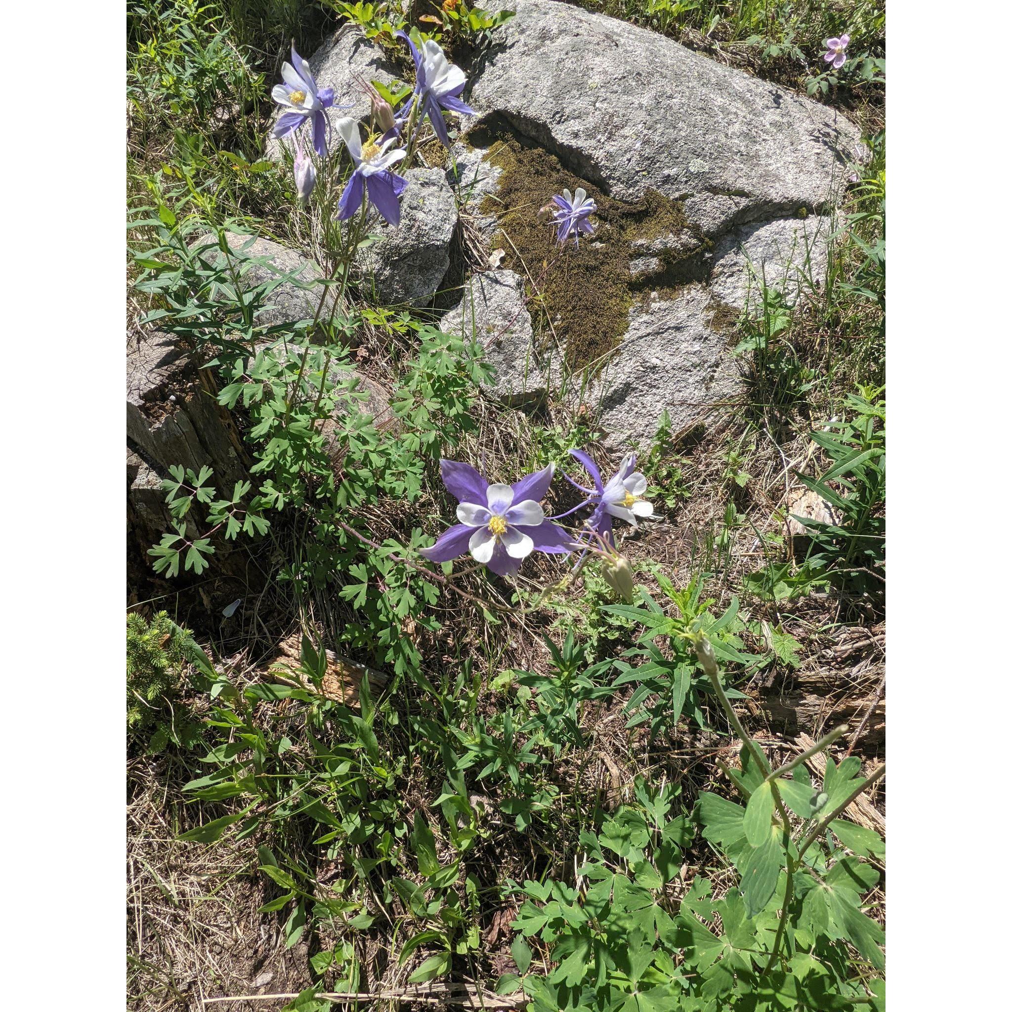We went on a random hike somewhere and came across these beautiful Columbine flowers.