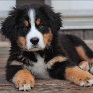 Our Future Puppy