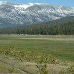 Tuolumne Meadows
