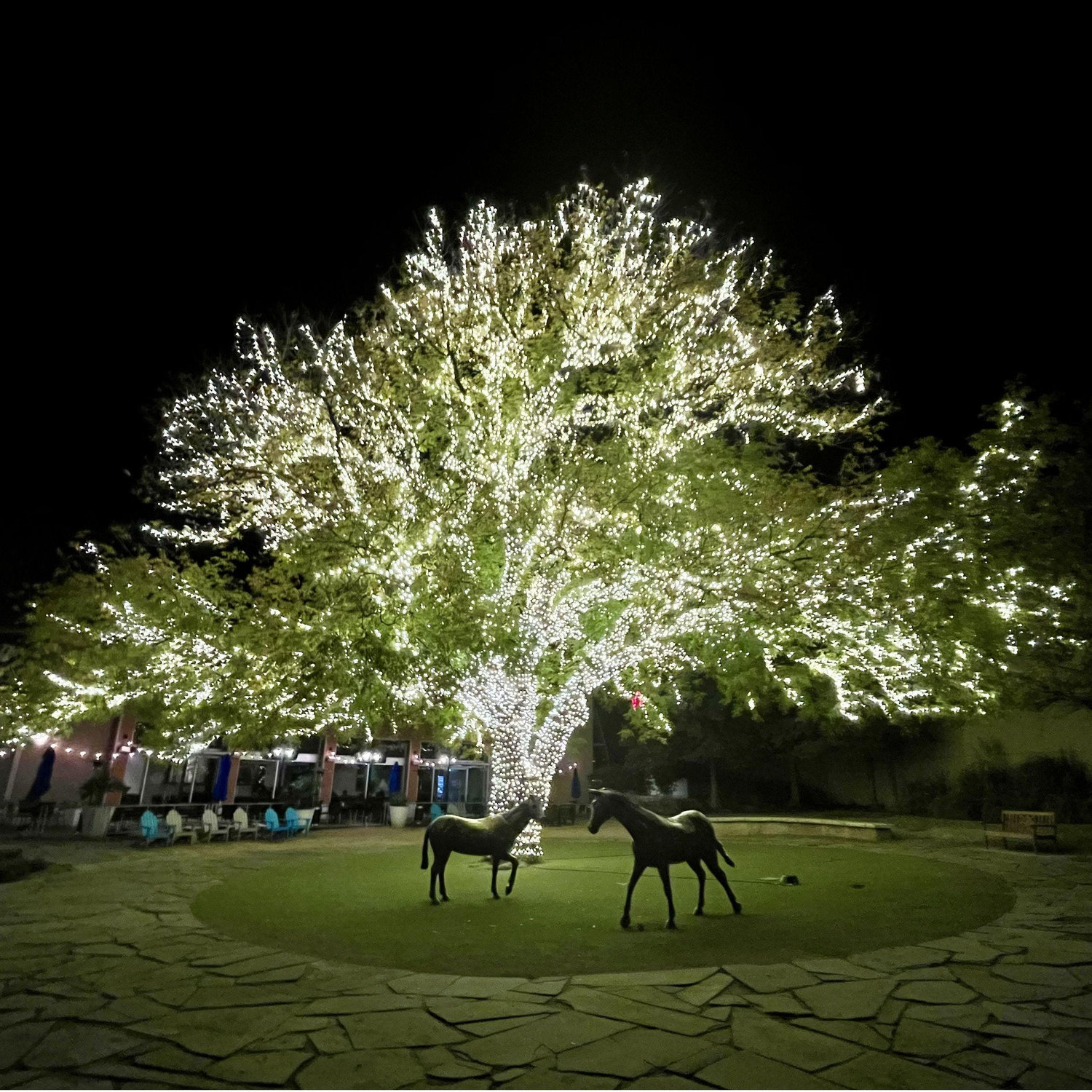 This magical tree is where Dwight proposed!