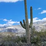 Saguaro National Park East