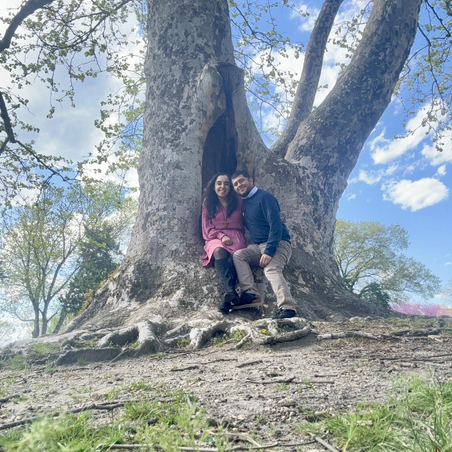 There were SO MANY bees in this tree