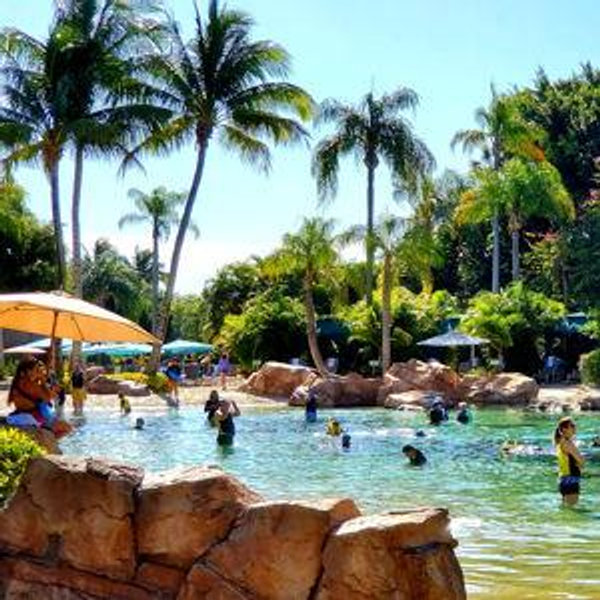 Discovery Cove On Our Honeymoon
