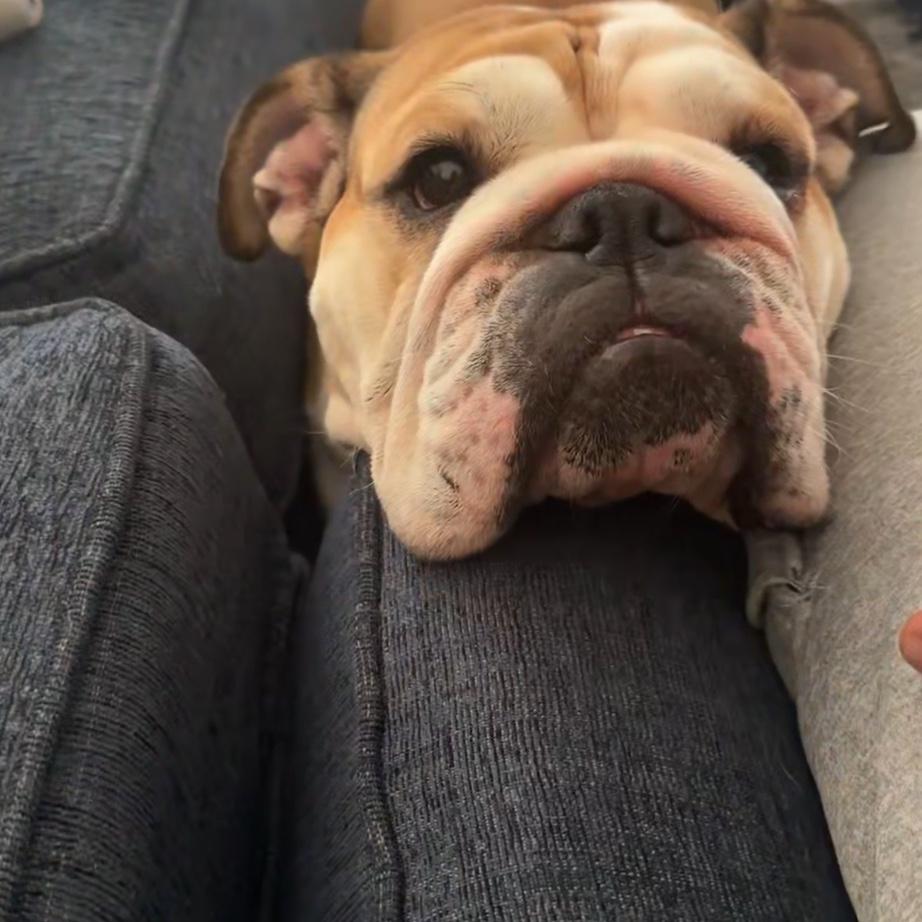 Our sweet girl, Layla!