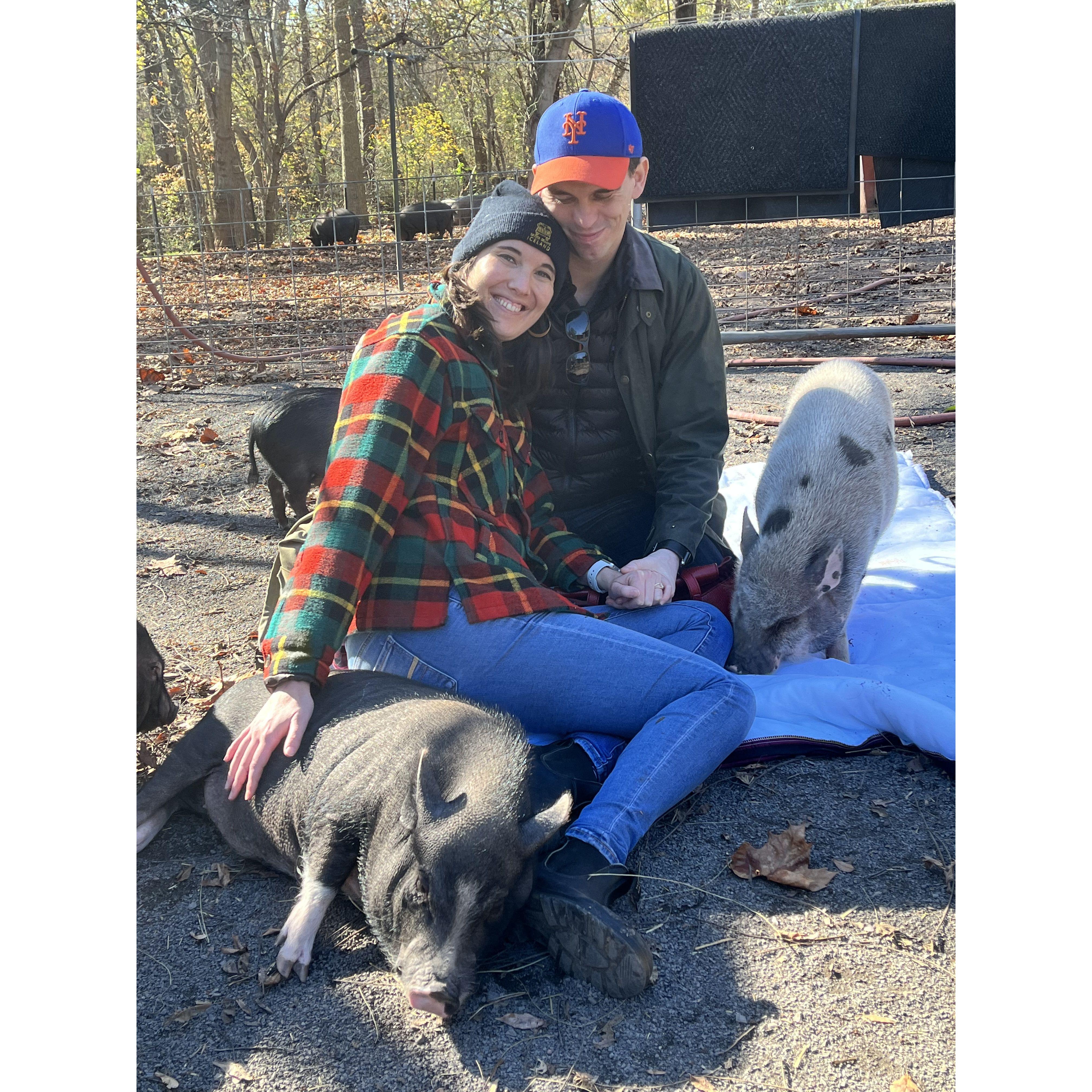 The piggy sanctuary where we got engaged!