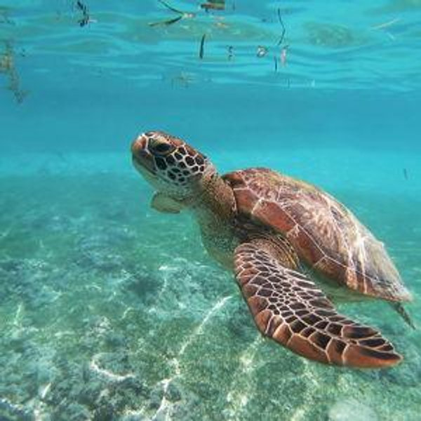 Snorkeling in Honolulu