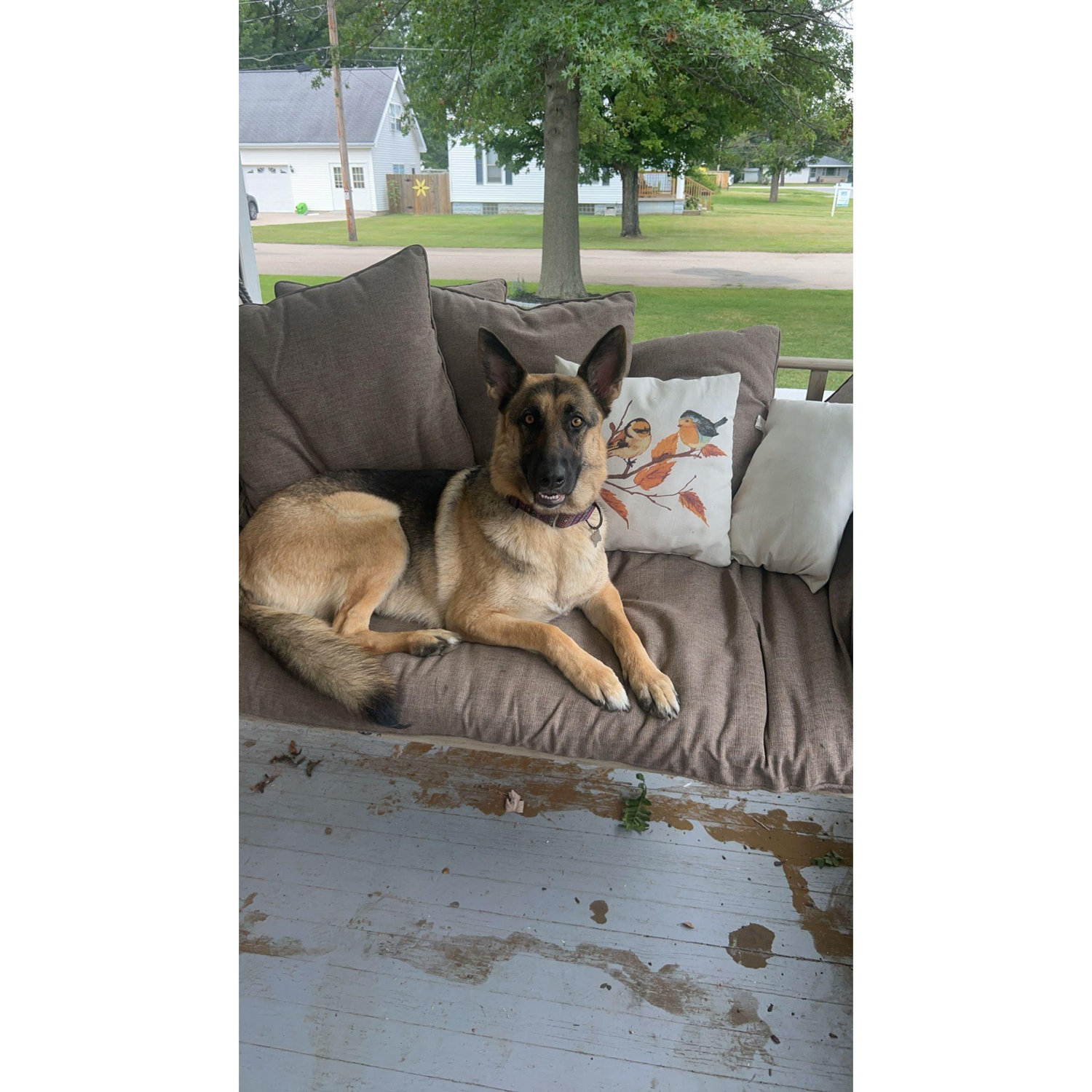 Our Babygirl Eevie