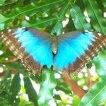 The Key West Butterfly and Nature Conservatory