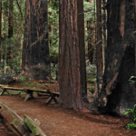 Armstrong Redwoods State Natural Reserve