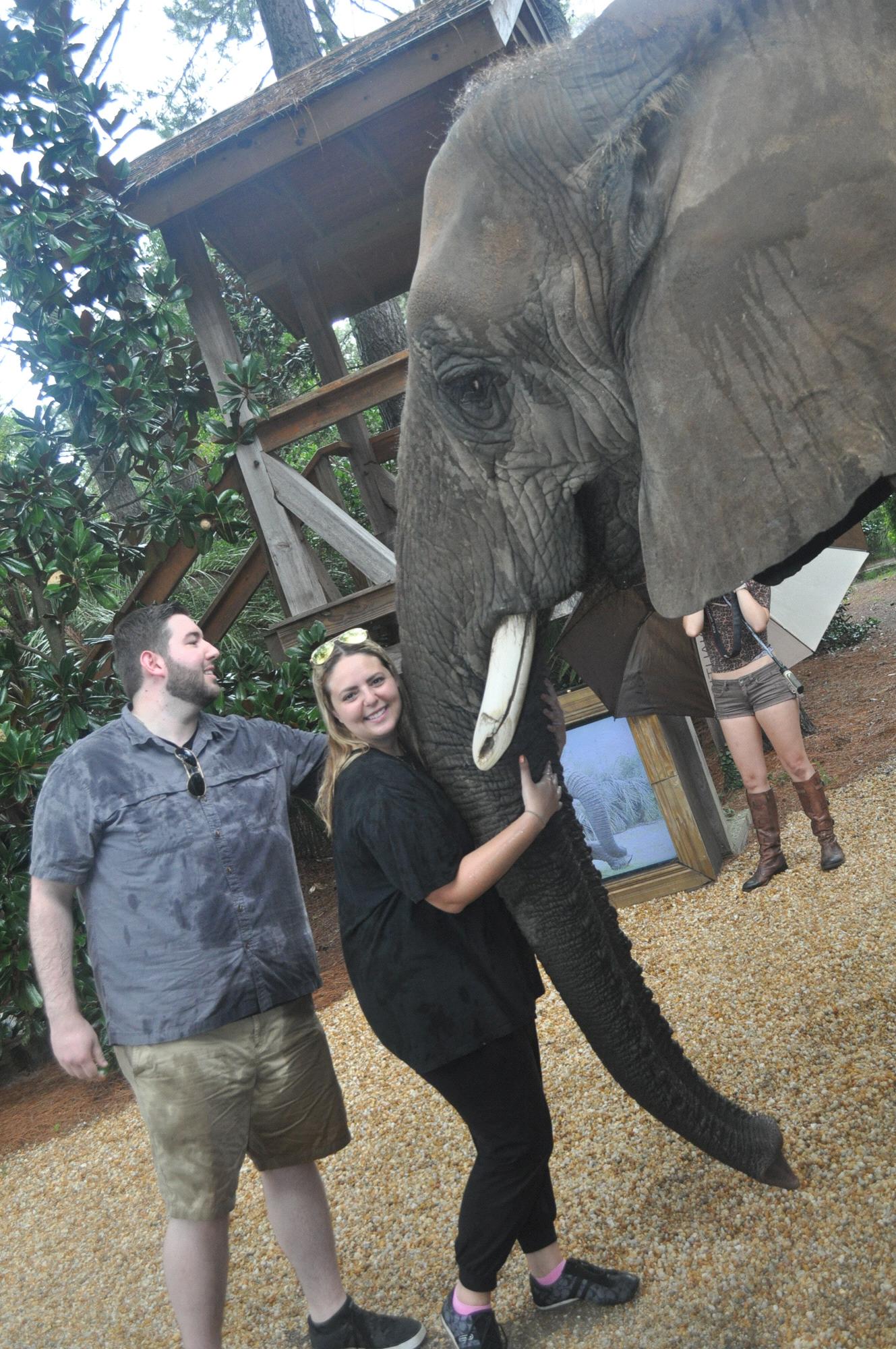 Meeting Bubbles, the African elephant