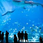 Georgia Aquarium