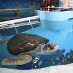 Mote Marine Laboratory & Aquarium
