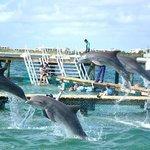 Dolphin Discovery Isla Mujeres