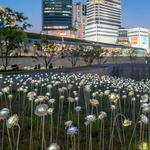 東大門玫瑰燈海 Dongdaemun Design Plaza (DDP)