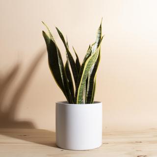 Sansevieria Laurentii Snake Plant