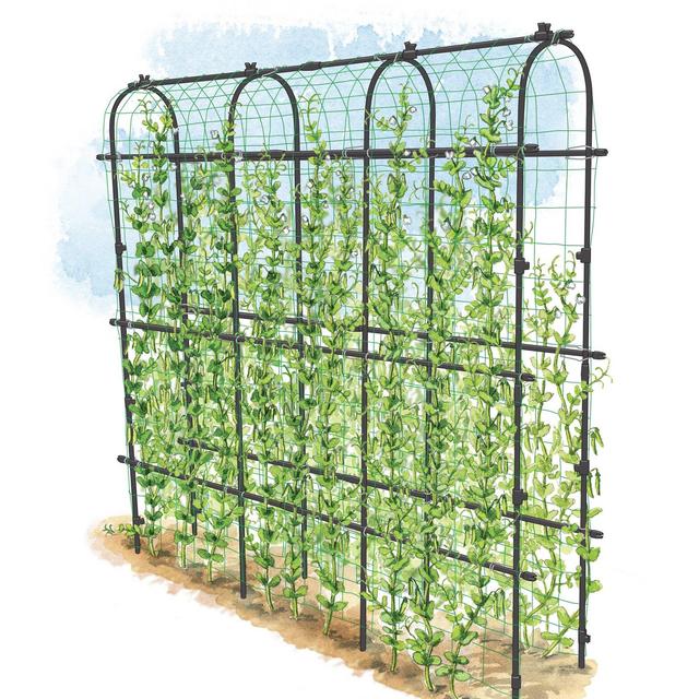 Titan Pea Tunnel
