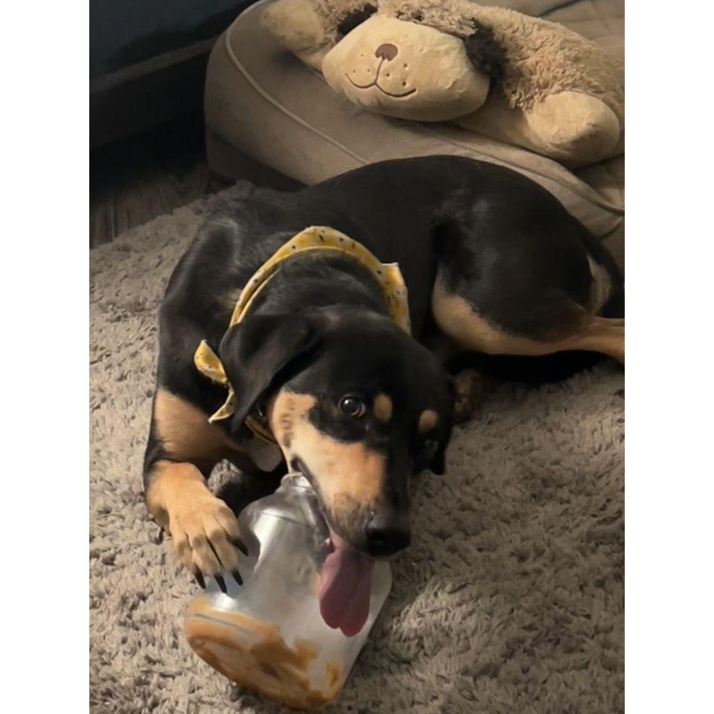 November 12th, 2023: Oakley doesn't let one ounce of peanut butter go to waste.