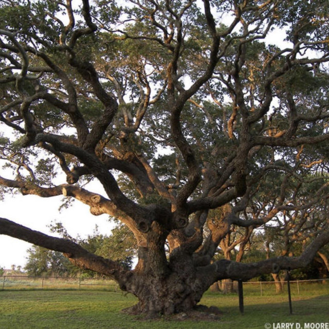 Live Oak