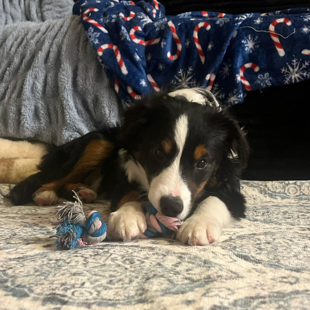 Our Pet Toy Fund🐾🤍