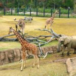 Dallas Zoo