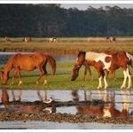 Assateague Island National Seashore