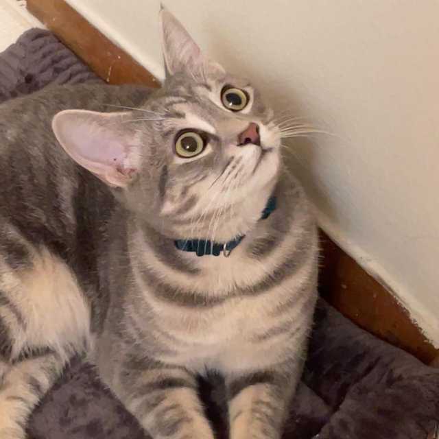 Our Cat Fund