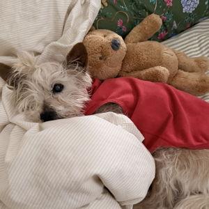 Donate to the Animal Legal Defense Fund