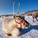 Reindeer Farm