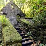 Portland's Forest Park