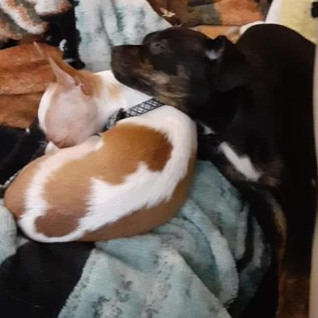 Our other little babies.