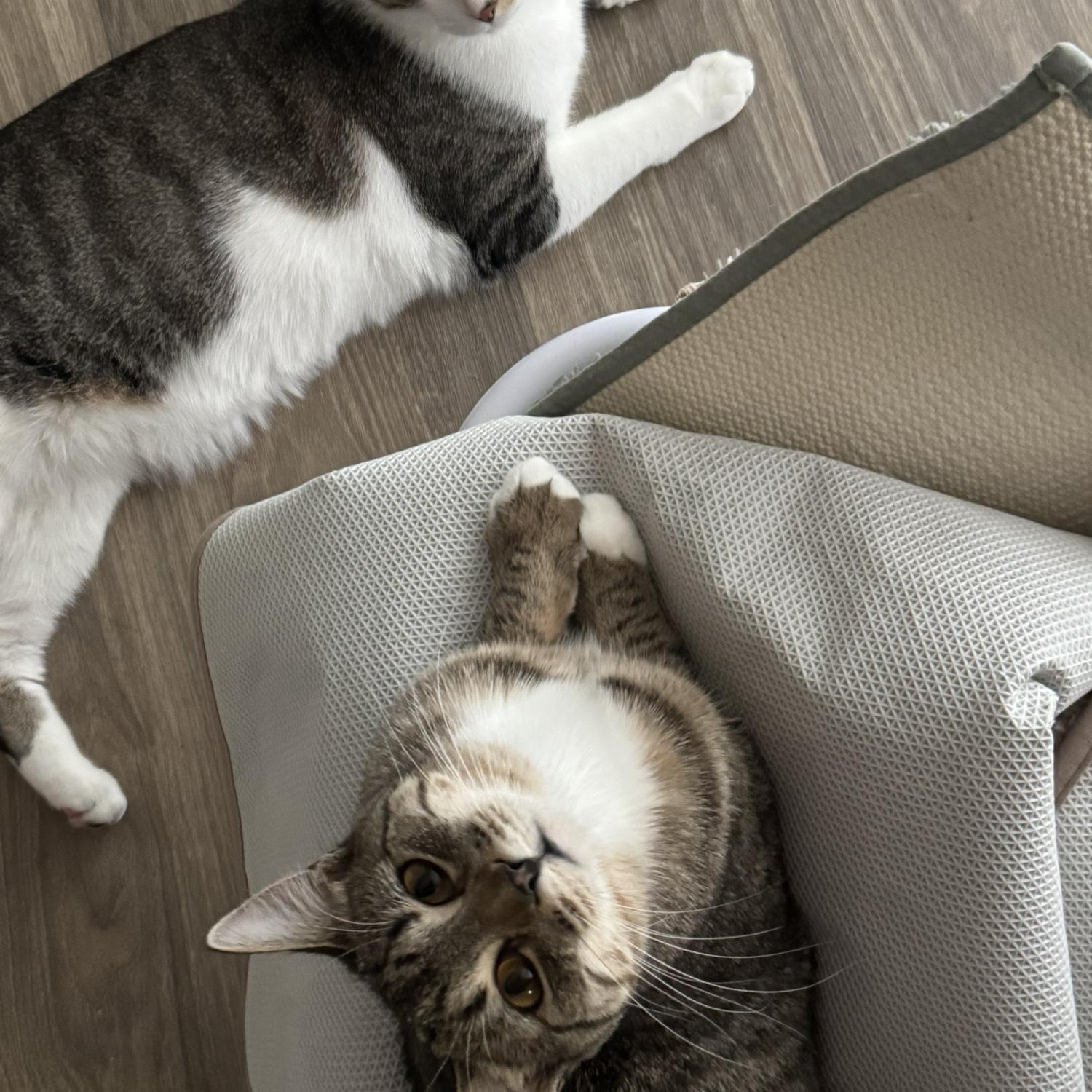 Two of the fur buddies: Olive and Caesar