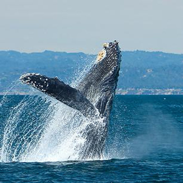 Whale Watching Honeymoon Tour