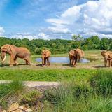North Carolina Zoo