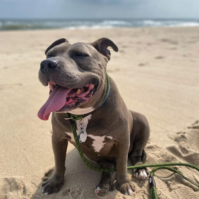 Beach Trip with Taz