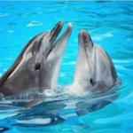 Dolphin Encounter
