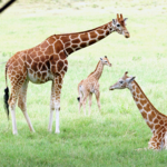 Fossil Rim Wildlife Center