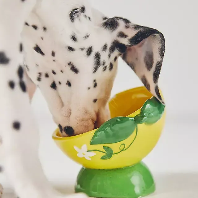 Anthropologie 3D Fruit Cat Food Bowl
