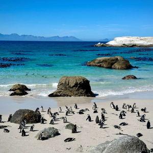 Cape Point & Peninsula Tour – Exploring the Best of Cape Town