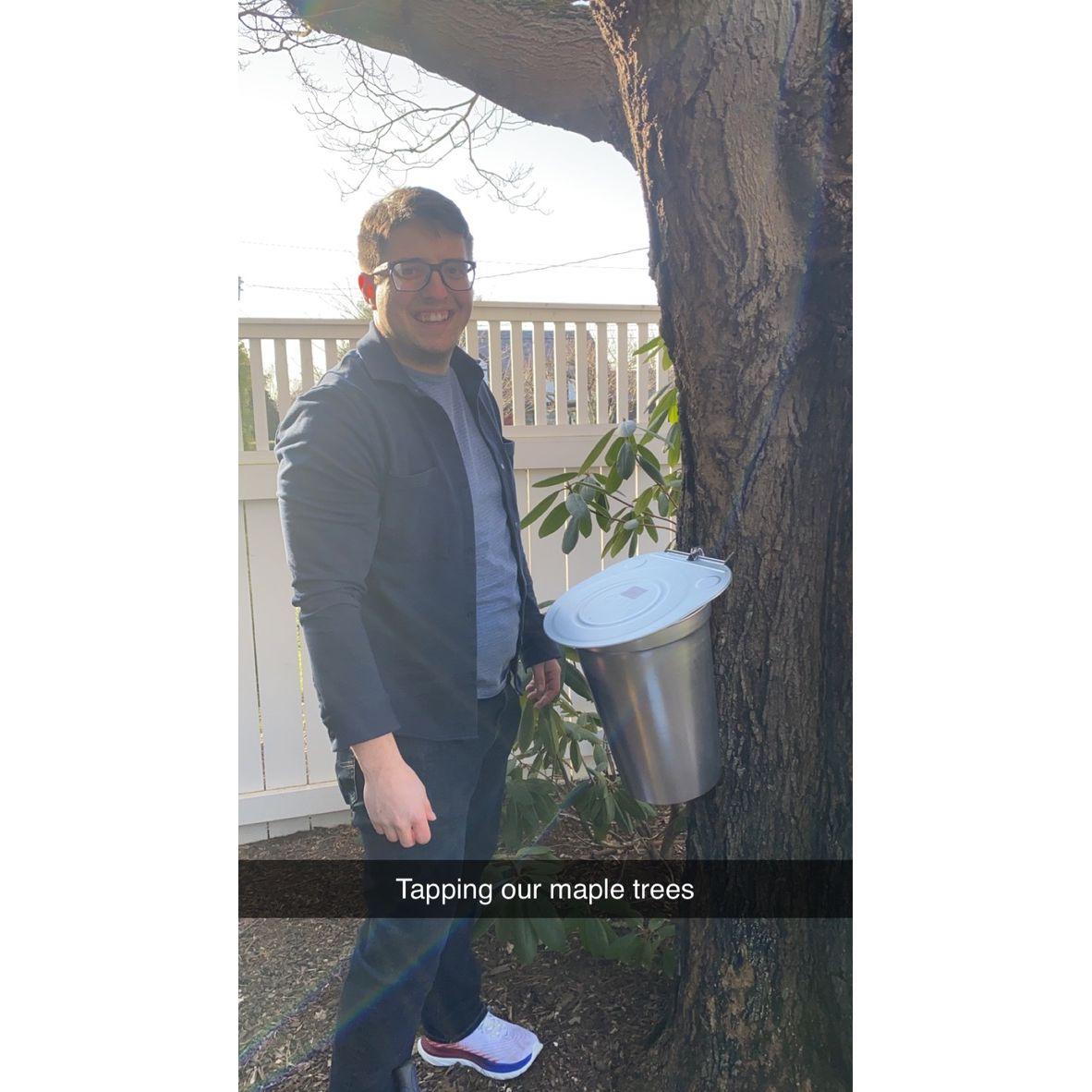 Tapping our maple trees!