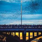 Watch the Bats from South Congress Bridge